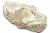 Fossil Oreodont (Leptauchenia) Skull - South Dakota #284205-5